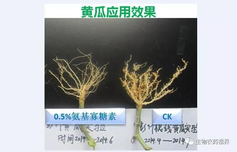 氨基寡糖素 - 植物的免疫衛士，根結線蟲的克星
