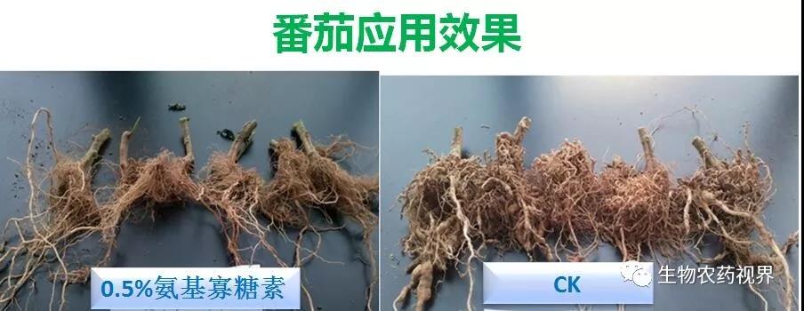氨基寡糖素 - 植物的免疫衛士，根結線蟲的克星