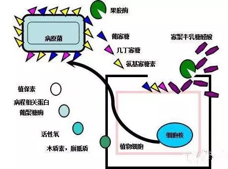 氨基寡糖素 - 植物的免疫衛士，根結線蟲的克星