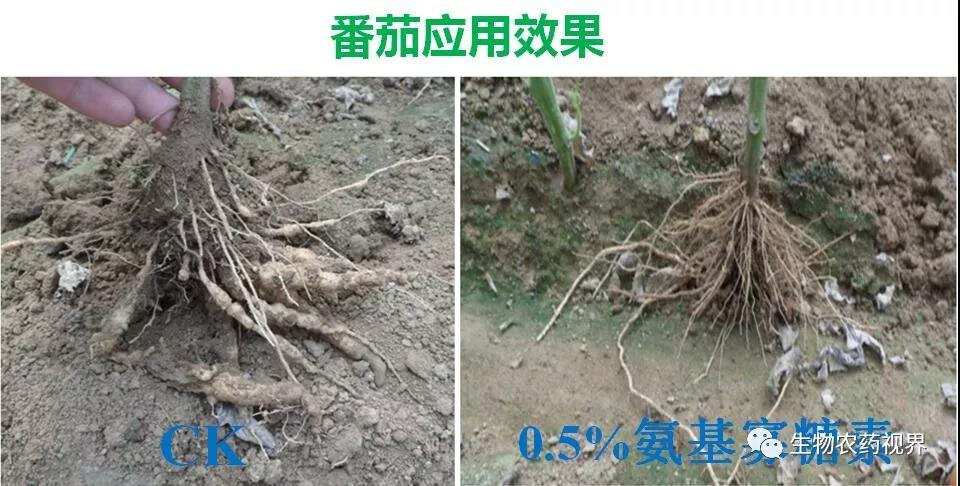 氨基寡糖素 - 植物的免疫衛士，根結線蟲的克星