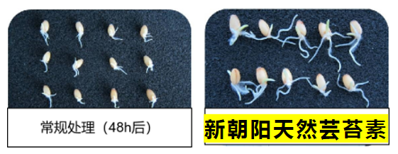 小麥拌種選新朝陽天然蕓苔素，讓小麥高產(chǎn)贏在起跑線上?。ㄐ←溤谑裁磿r(shí)候用蕓苔素效果最佳）