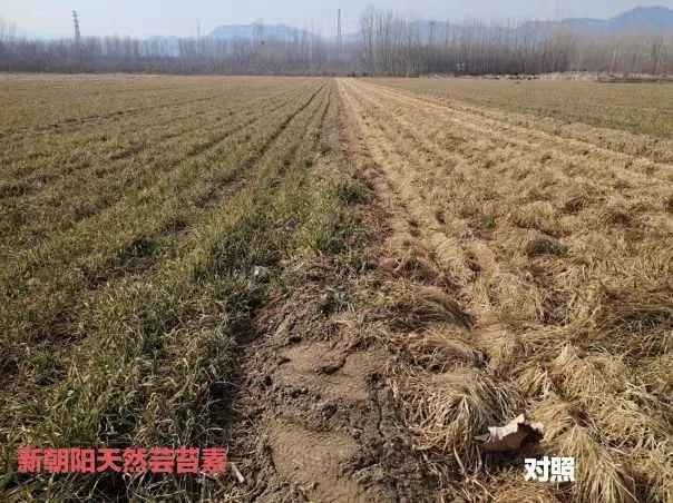 小麥拌種選新朝陽天然蕓苔素，讓小麥高產(chǎn)贏在起跑線上?。ㄐ←溤谑裁磿r(shí)候用蕓苔素效果最佳）