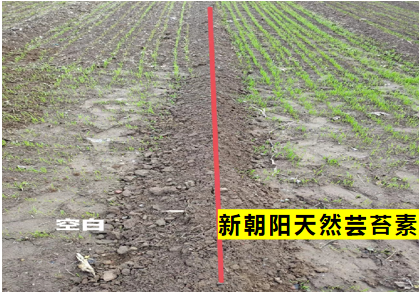 小麥拌種選新朝陽天然蕓苔素，讓小麥高產(chǎn)贏在起跑線上！（小麥在什么時(shí)候用蕓苔素效果最佳）